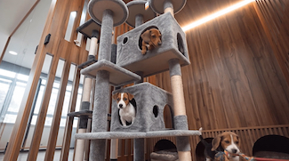 Dubai Municipality Opens Integrated Animal Shelter And Digital Adoption Platform In Warsan