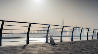 Cloudy Skies, High Temperatures And Some Rain Forecast For The Weekend