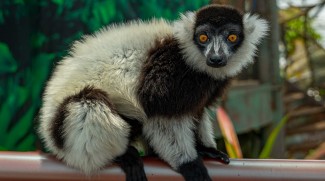 The Green Planet Welcomes Black And White Lemurs