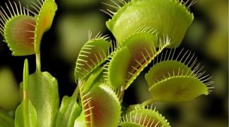 New Carnivorous Plants Exhibit At The Green Planet