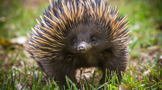 Echidnas Are Coming To The Green Planet!