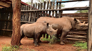 Helping endangered rhinos return home