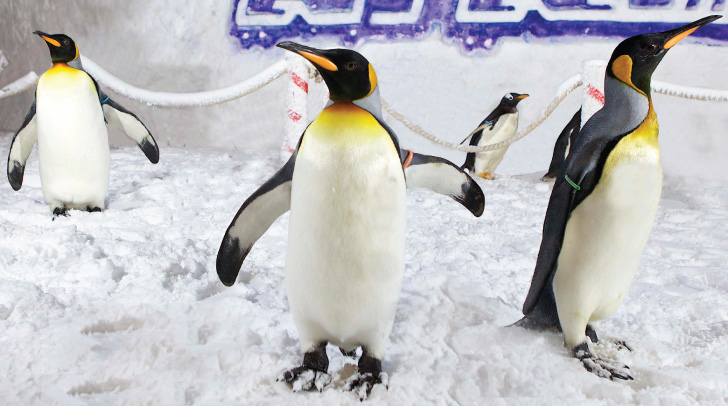 snow penguins dubai
