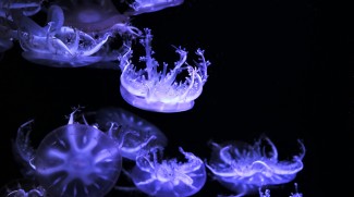 New Jellyfish Exhibition At The National Aquarium