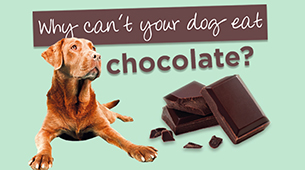 Why can’t your dog eat chocolate?