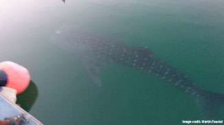 Whale shark spotted in Dubai harbour