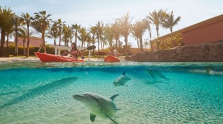 REVIEW: Enjoy Amazing New Experiences With Dolphins At Aquaventure!