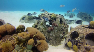 Abu Dhabi Launches Massive Coral Restoration Initiative