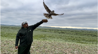 63 Falcons Released Into The Wilds Of Kazakhstan