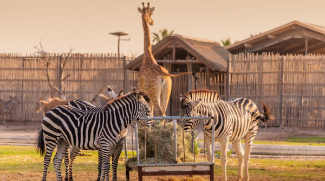 Dubai Safari Park To Open For Its Sixth Season On 1 October