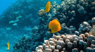 DUBAI REEF Boosts Marine Life With Rapid Results