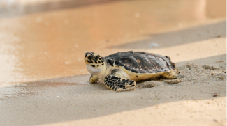 Dubai Releases More Than 60 Turtles Into Wild