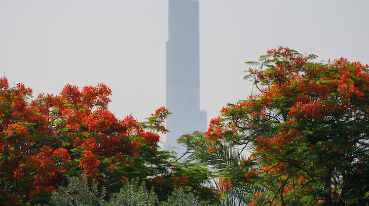 More Flame Trees To Be Planted