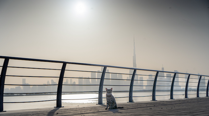High Humidity, Fog Warnings And Temperatures in Early 40s This Weekend