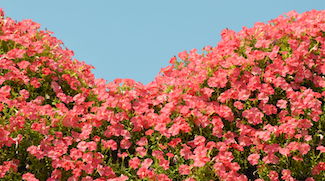 Regulated Home Gardening Service 'Al Freej Gardener' Launches On Careem