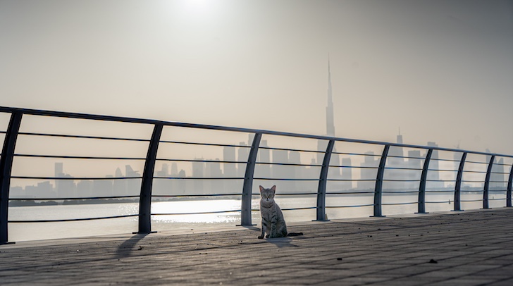 Cloudy Skies, High Temperatures And Some Rain Forecast For The Weekend