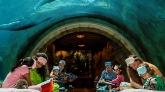 Get Ready For An Ultimate Sleepover This Weekend At SeaWorld
