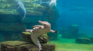 Dubai Crocodile Park Opens This Month!