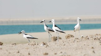 Portal With Information On Waterbird Populations Launched