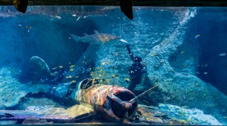 Largest Aquarium In The Region Opens In Abu Dhabi