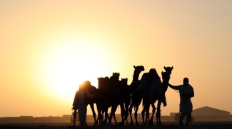 Camel Beauty Pageant Dates Moved Up Ahead