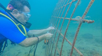 Initiative To Increase The Production Of Coral Reefs