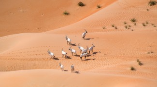 22% Increase In Arabian Oryx