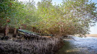 NYU Abu Dhabi Publish New Mangrove Biology Findings