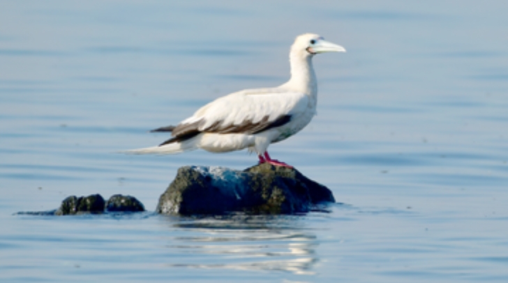 A Rare Red-Footed Bird Spotted In Abu Dhabi