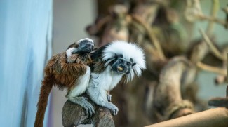 Cotton-Top Tamarin Twins Born