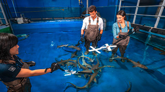 WATCH: The Team Behind Dubai Aquarium Working Seven Days A Week To Look After All The Animals