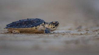 Sea Turtles Released Back Into Natural Habitat