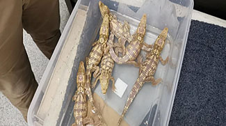 Rare Crocodiles And Birds Saved From Smugglers