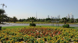 Over 170,000 Trees Planted In Dubai