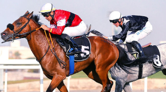 The 31st UAE President Cup For Purebred Arabian Horses to Take Place In Abu Dhabi
