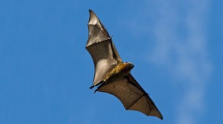 The Green Planet Welcomes Flying Foxes