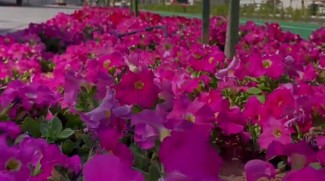 Abu Dhabi Plants 8 Million Seasonal Flowers