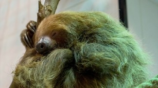 Sloth Sisters Find A New Home At The Green Planet