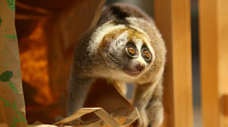 Abandoned Slow Loris Finds A New Home