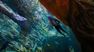 Snorkel With Fish At The Green Planet