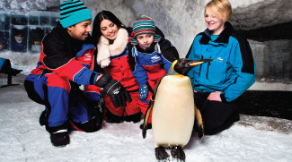 Five years of snow penguins at Ski Dubai