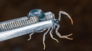 New Scorpion Species Found