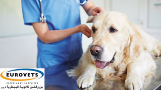 Cat and Dog Owners: Ask for the New IDEXX SDMA kidney screening test