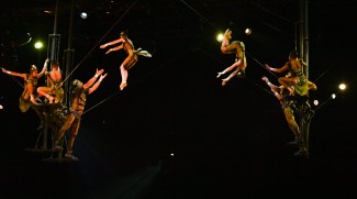 Enjoy A Stellar Circus Show Where Bugs Come To Life!