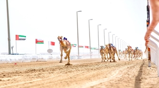 Wathba 2021: Final Annual Camel Race Festival