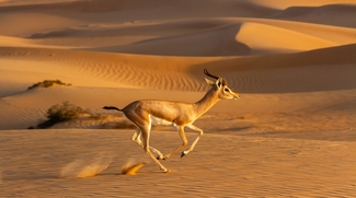 Emirates Group To Protects Wildlife And Habitats