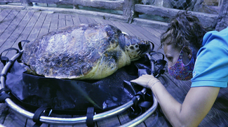 Endangered Loggerhead Turtle Rescued