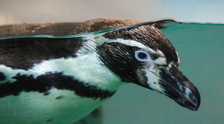 Al Ain Zoo To Protect Humboldt Penguins