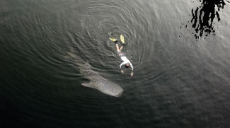 Lost Whale Shark In Dubai Creek Rescued
