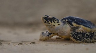 Released Turtles Tracked Using Satellites